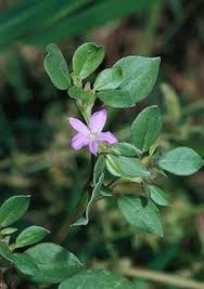 Image result for Trianthema portulacastrum