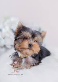Get the best of insurance or free credit report, browse our section on cell phones or learn about life insurance. Teacup Yorkie Puppy For Sale Teacup Puppies Boutique
