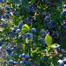 Find the perfect blueberry bush stock photo. From The Bush To Your Mouth In Under 5 Seconds Blueberry Plant Blueberry Gardening Blueberry Bushes