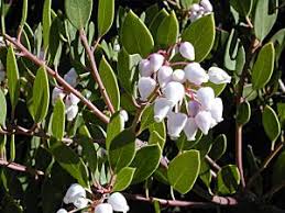 Image result for Macrotyloma densiflorum
