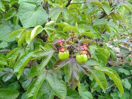 Image result for Jatropha erythropoda