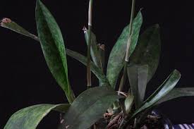 Image result for Oeceoclades maculata