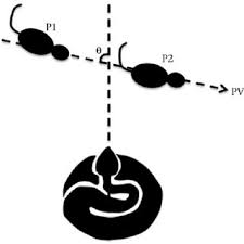 O colec ie de culori pastelate, fiecare din ele reprezentând îns i delicate ea: Pdf Field Video Recordings Reveal Factors Influencing Predatory Strike Success Of Free Ranging Rattlesnakes Crotalus Spp