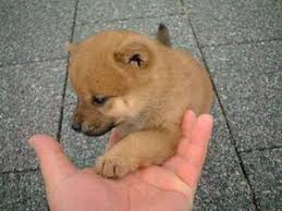 癒し画像 もふもふ 柴犬子犬 naver まとめ pretty dogs shiba inu cute dogs