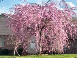 Regular & premium feeder calf sale. This Weeping Japanese Cherry Blossom Tree In Bloom In North Eastern Tennessee Marijuanaenthusiasts