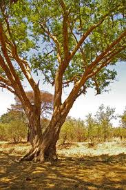 Image result for Acacia sieberiana