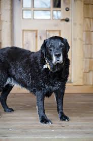 aging gracefully hi there old friend re pinned by stoneartusa com affordable custom pet memorials sinc custom pet memorials cute dog pictures dogs