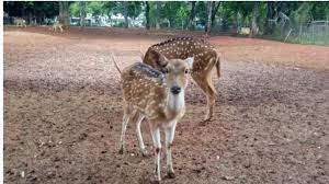 Jadwal buka taman rusa / jadwal buka taman rusa : Rusa Betina Berenang Dari Bali Ke Banyuwangi Diduga Akibat Diburu Predator Suara Jatim