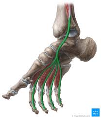 The extensor tendon is a tendon that passes along the top of foot. Tendon Sheaths In The Foot Anatomy Kenhub