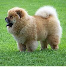 Maybe you would like to learn more about one of these? Chow Chow Breed Information History Health Pictures And More