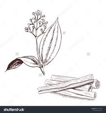 Cinnamon Tree And Cinnamon Bark Vintage Engraved Illustration Hand Drawn Sketch Isolated On White Bac Engraving Illustration Cinnamon Bark How To Draw Hands