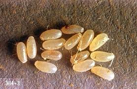 Image result for bed bugs eggs