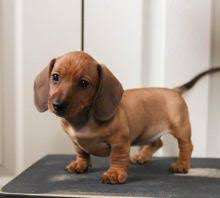 Find 345 dachshunds for sale on freeads pets in scotland. Toronto Gta Dachshund Dogs Puppies For Sale Classifieds At Eclassifieds 4u
