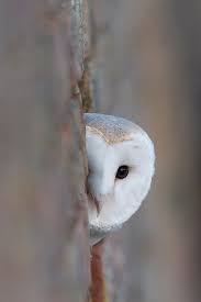Owl Owl Owl Avec Images Animaux Chouette