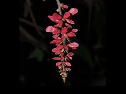 Image result for Ochna dolicharthros