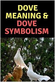 Spiritual Meaning Of A Pair Of Doves 10 Interesting Facts Dove Symbolism Spiritual Meaning Meaningful Poems