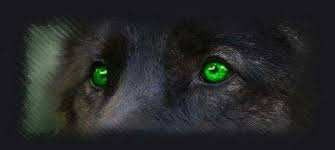 We did not find results for: Black Wolf With Green Eyes Wolf Eyes Wolf Spirit Animal Black Wolf
