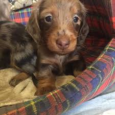 Click here to be notified when new miniature dachshund puppies are listed. Dachshund Puppies For Sale Near Me In Pa Dachshund Puppies For Sale Near Me Under 500 Dachshund Puppies For Sale Dachshund Puppies Dachshund Puppy Miniature