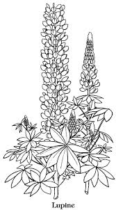 640x732 flower pattern coloring pages endearing flower pattern coloring. Coloring Page Bluebonnet Coloring Page Flower Free Printable Pages Photo