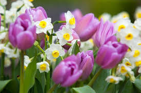 Narcissus Avalanche Tazetta Daffodil Bulbs Daffodil Bulbs Daffodils Garden Bulbs
