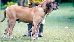 Tufão latia para chamar a atenção do dono e foi resgatado pelo corpo de bombeiros. Como Criar Fila Brasileiro Revista Globo Rural Vida Na Fazenda