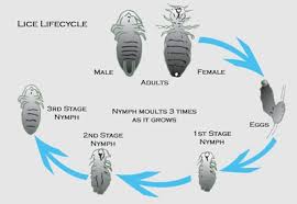 Image result for lice life cycle