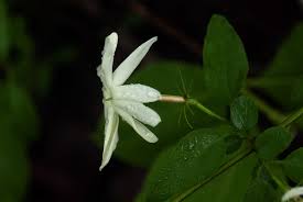 Image result for Jasminum stenolobum