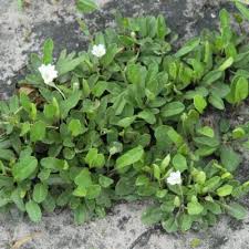 Image result for Falkia