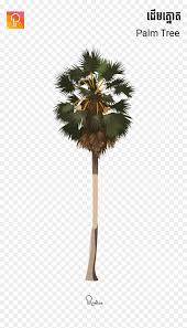Seeking for free palm tree png images? Transparent Palm Tree Vector Png Khmer Palm Tree Png Png Download Vhv