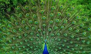 Woman praying and free the birds enjoying nature on sunset background, hope concept. Beautiful Birds 10 Most Attractive Species On The Planet