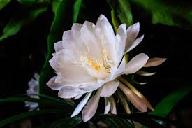 On friday, in the middle of the night, more than 100 florists, mostly from the metropolitan area, will blanket the meatpacking district with more than 1 million flowers. The 10 Best Night Blooming Flowers For A Moon Garden