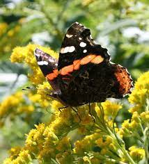 Red Admiral On Goldenrod Beautiful Butterflies Butterfly Flowers Flower Pictures