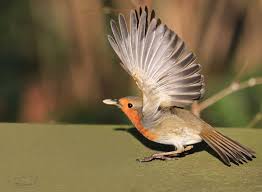 Fly Robin Fly By Plumita1 On Deviantart Kizilgerdan