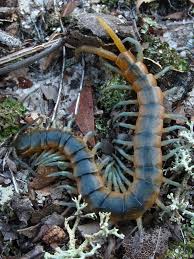 Black And Yellow Millipede Florida Scolopendra Viridis Ohoopee Dunes Natural Area Mcleod S Bridge Tract Emanuel County Georgia 3 Centipede Creepy Crawlies Millipede