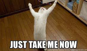 Just Take Me Now Praise The Lord Cat Meme Generator