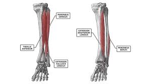 Extensor digitorum longus muscle (insertion, origin, actions & innervations); Crossfit Ankle Musculature Part 2 Anterior And Lateral Muscles