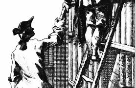 Image result for Droguetia ambigua