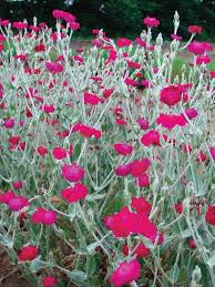 Lychnis Atrosanguinea Bluestone Perennials Garden Plants For Sale Rose Campion Plants