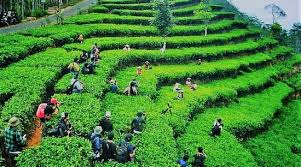 Trek menuju kebun teh nglinggo kebun teh nglinggo juga merupakan trek untuk menuju gunung kukusan yang dikenal dengan jika cuaca mendukung, maka akan nampak jelas gunung merapi, merbabu, andong dan perbukitan. Wunderschone Landschaft Und Toller Tee Nglinggo Tea Plantation Kulon Progo Reisebewertungen Tripadvisor