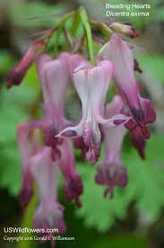 Wild Bleeding Hearts Dicentra Eximia Family Flowers Wild Flowers Evergreen Groundcover