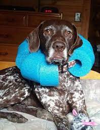 Using pool noodles to keep your drinking tray afloat is a genius idea to spend some uninterrupted time swimming. Diy Cone Of Shame Using A Pool Noodle Dog Cone Diy Dog Stuff Diy Stuffed Animals