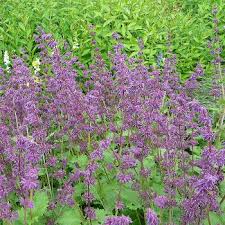 Salvia Verticillata Purple Rain Quirlblutiger Salbei Salbei Pflanzen Lila Regen