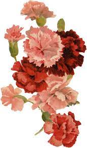 Floral Clipart Karen S Whimsy Birth Flowers January Birth Flowers Carnations