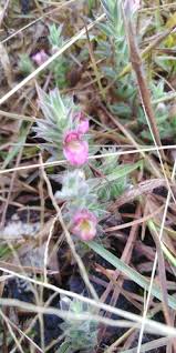 Image result for Lepidagathis plantaginea