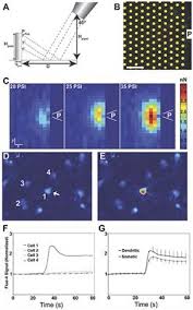 While some guides might recommend placing your detectors on the. Frontiers Regional Neurodegeneration In Vitro The Protective Role Of Neural Activity Frontiers In Computational Neuroscience