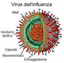 Learn about nipah virus infection (niv), a zoonotic disease that pigs and fruit bats can transmit to humans. Il Virus Dell Influenza Cos E E Come Si Combatte
