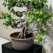 Bonsai Bekas Jualo