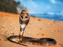 Smash your way up the food chain as you evolve into the ultimate little big snake. King Cobra Snake Facts