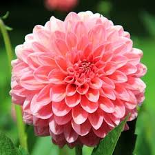 Another way is to type some keyword related to that in our search bar, then click on view all. Best Flowers For Cutting Displaying In Your Home Joy Us Garden