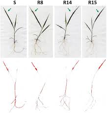 Image result for Leptochloa